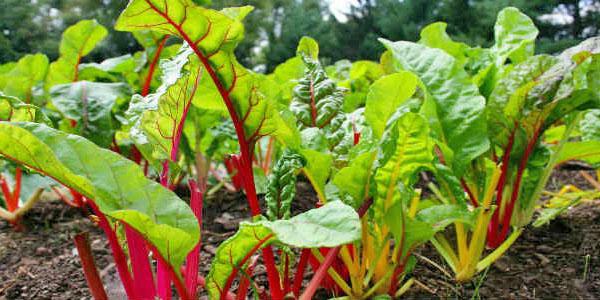 planta resistente a muchas enfermedades