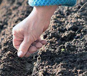 Plantar semillas de zanahoria
