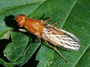 Mosca de la zanahoria