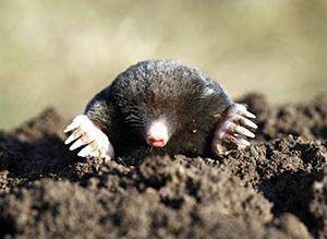 Mole - la amenaza de las zanahorias