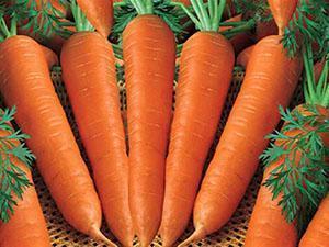 Zanahorias al aire libre