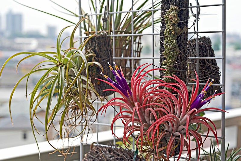 éclairage pour tillandsia