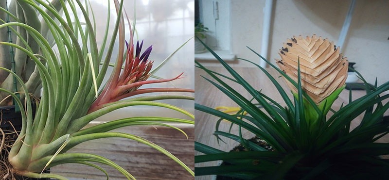 Tillandsia laisse sèche