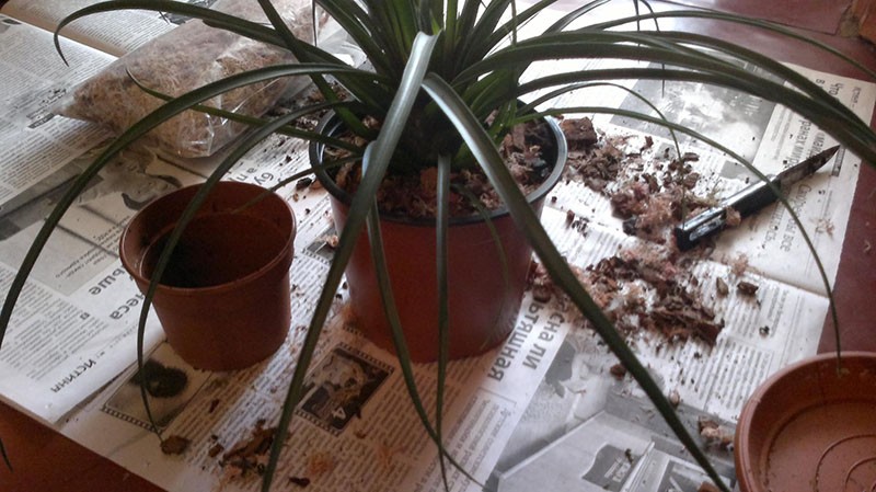 trasplante de tillandsia