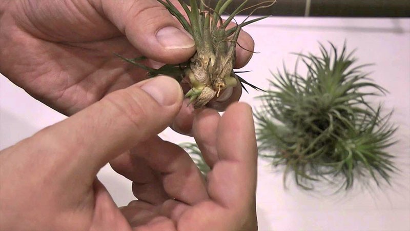 reproducción de rosetas de tillandsia