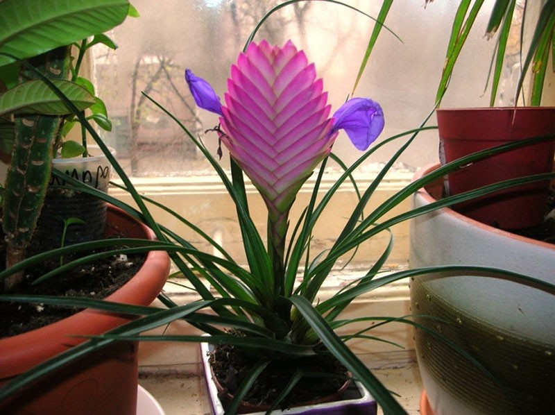 tillandsia sur le rebord de la fenêtre