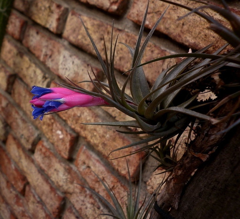 delicadas flores de tillandsia