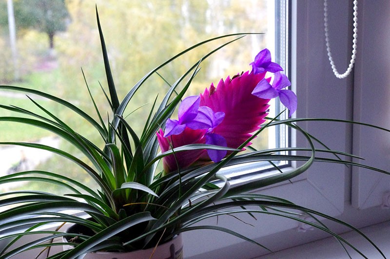 délicates fleurs de tillandsia