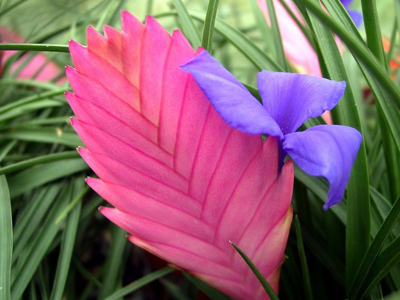 tillandsia anita bleu