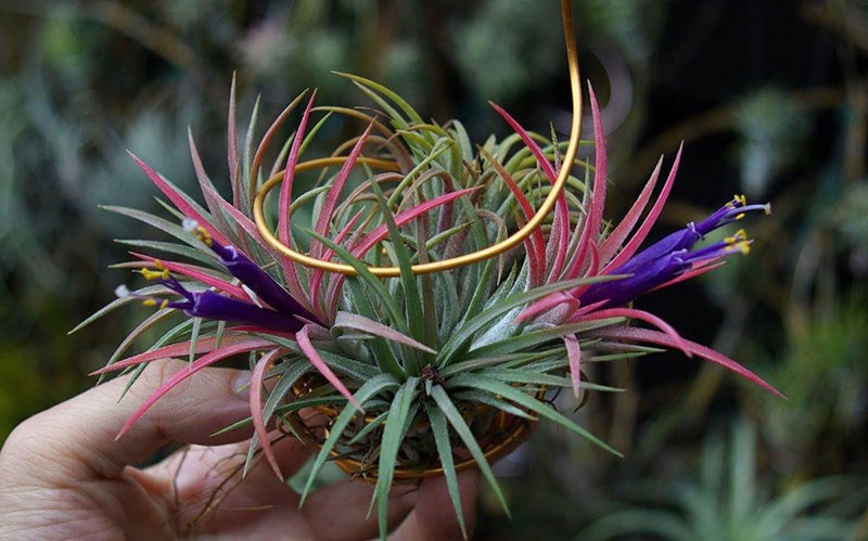 tillandsia tricolor