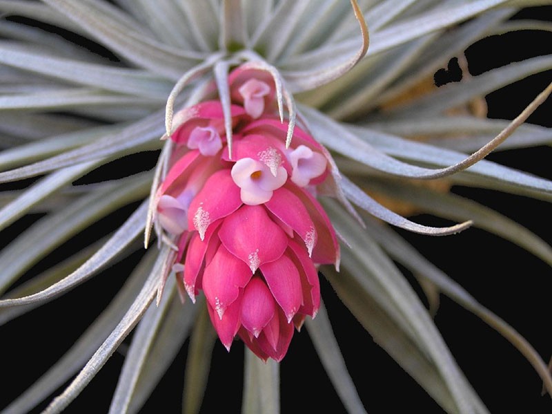 tillandsia tricolore