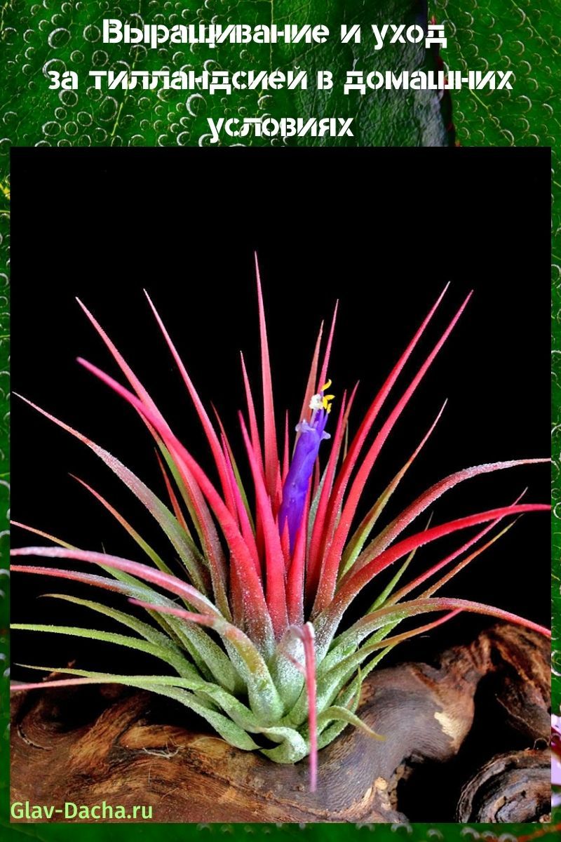 soins à domicile pour tillandsia