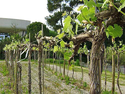 Une alimentation foliaire est nécessaire