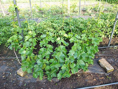 Un jeune buisson de raisin se forme