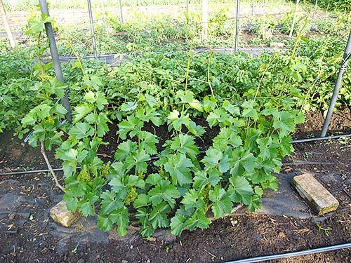 Se está formando un joven arbusto de uvas