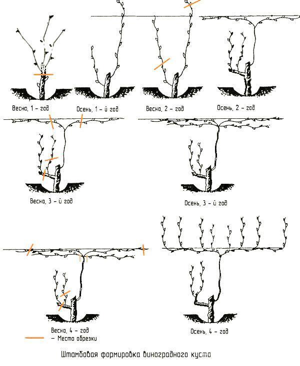 Façonnage de buisson