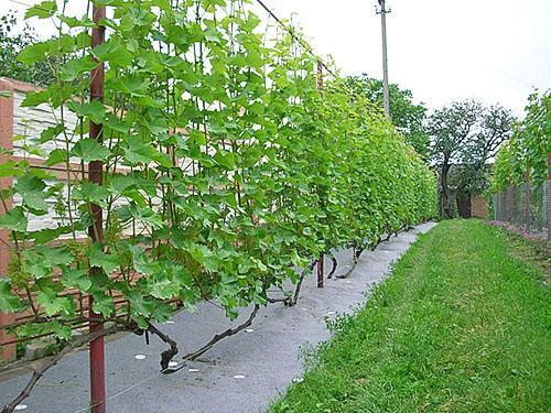 Tapiz para uvas