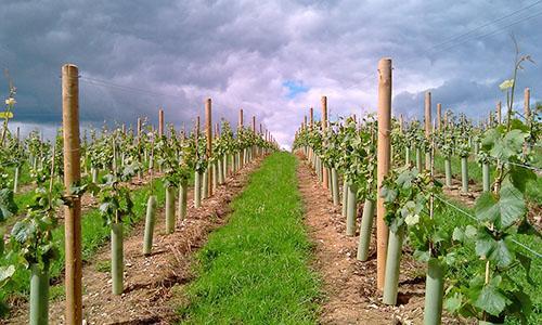 Treillis monoplan sur le terrain