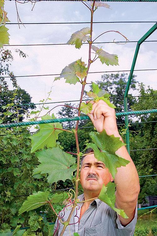 Jarretière de raisin en temps opportun