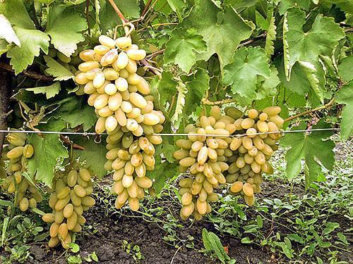De bons raisins cultivés