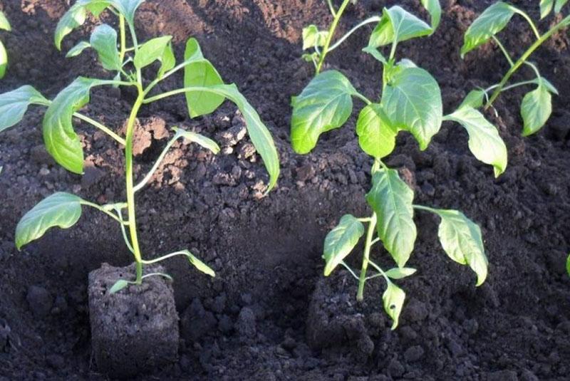 plantar plántulas en campo abierto.
