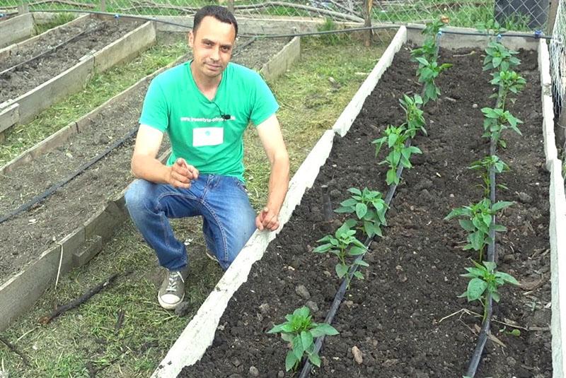 pimientos en el jardín