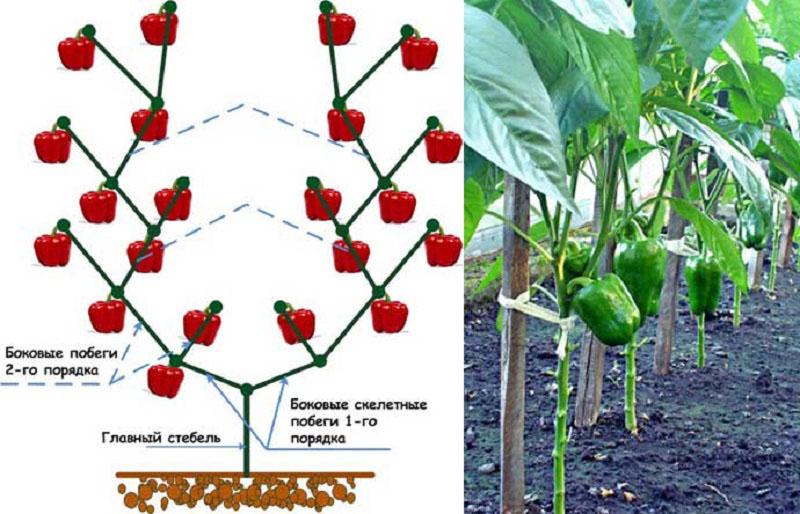 dar forma al pimiento para aumentar el rendimiento