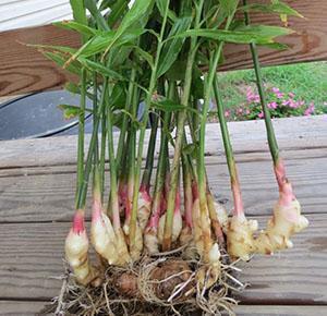 Gingembre cultivé à la maison