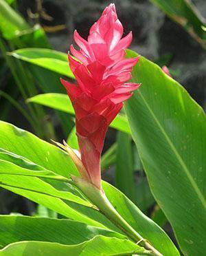 Gingembre en fleurs