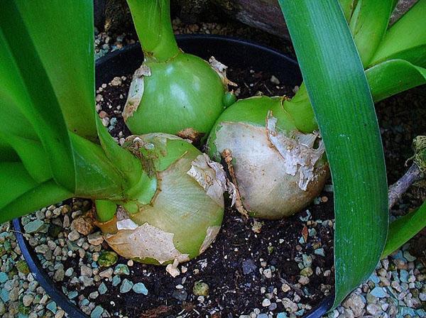 cultivo de cebollas indias