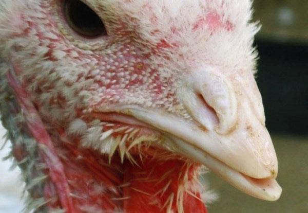 Les poussins agressifs ont le bec taillé