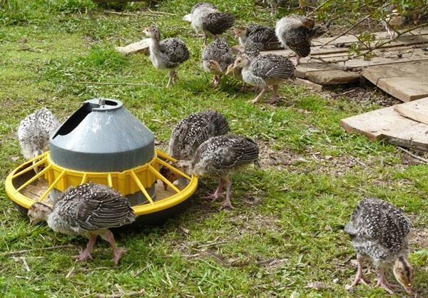 À 1,5 mois, les dindonneaux reçoivent de la nourriture sèche, des herbes et des légumes écrasés