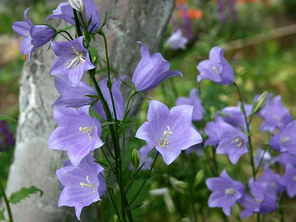 fleurs de cloche de pêche