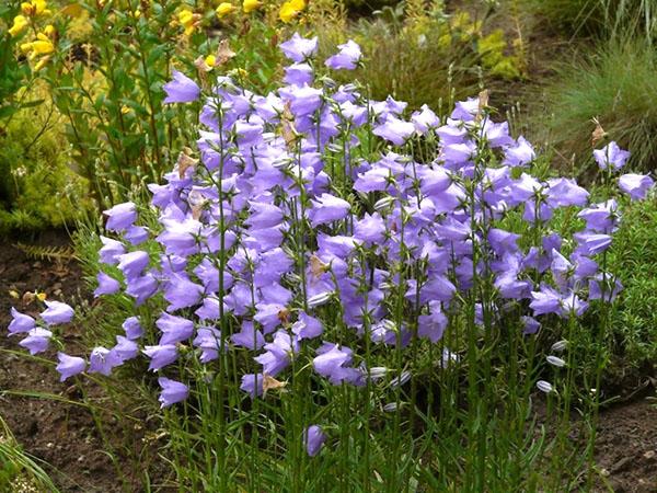 Campanule pêche luxuriante en fleurs