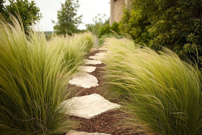 l'herbe à plumes la plus fine le long de l'allée du jardin