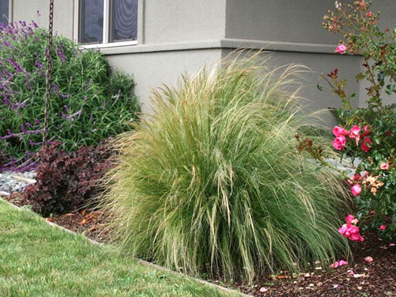 l'herbe à plumes la plus fine à côté de la rose