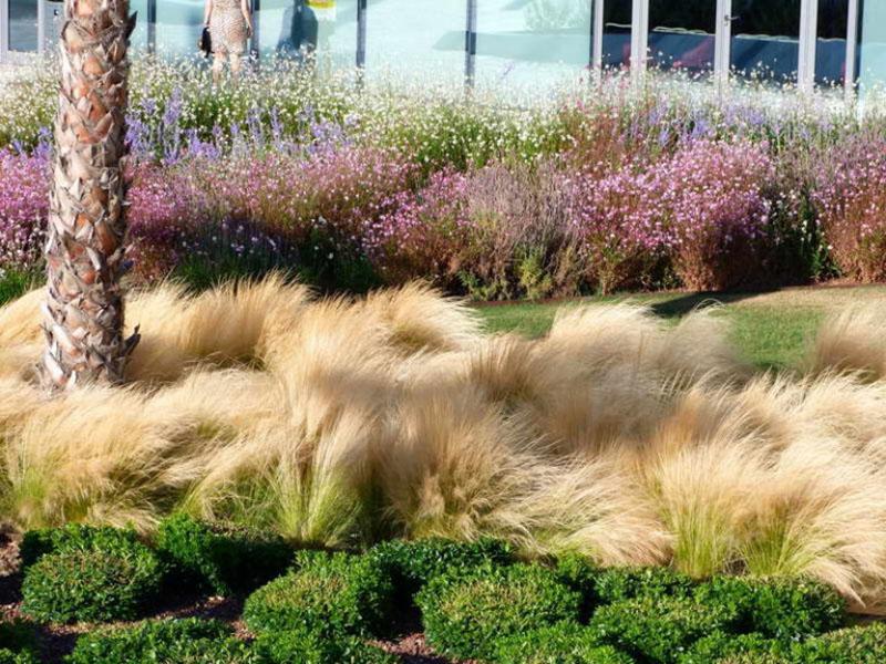 herbe de steppe au pied de l'arbre