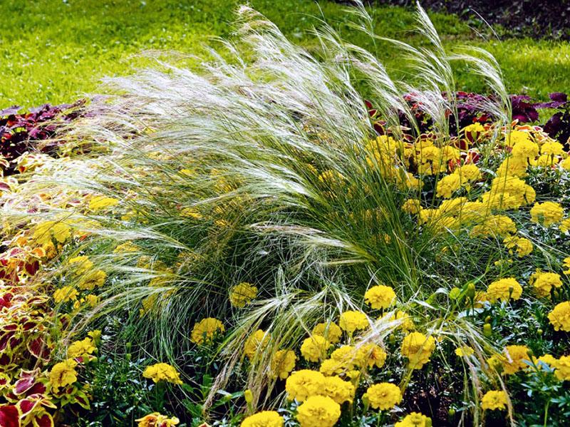 herbe à plumes fines et soucis