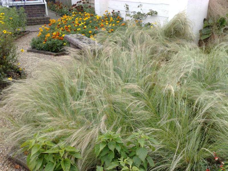 l'herbe à plumes la plus fine de la zone de loisirs