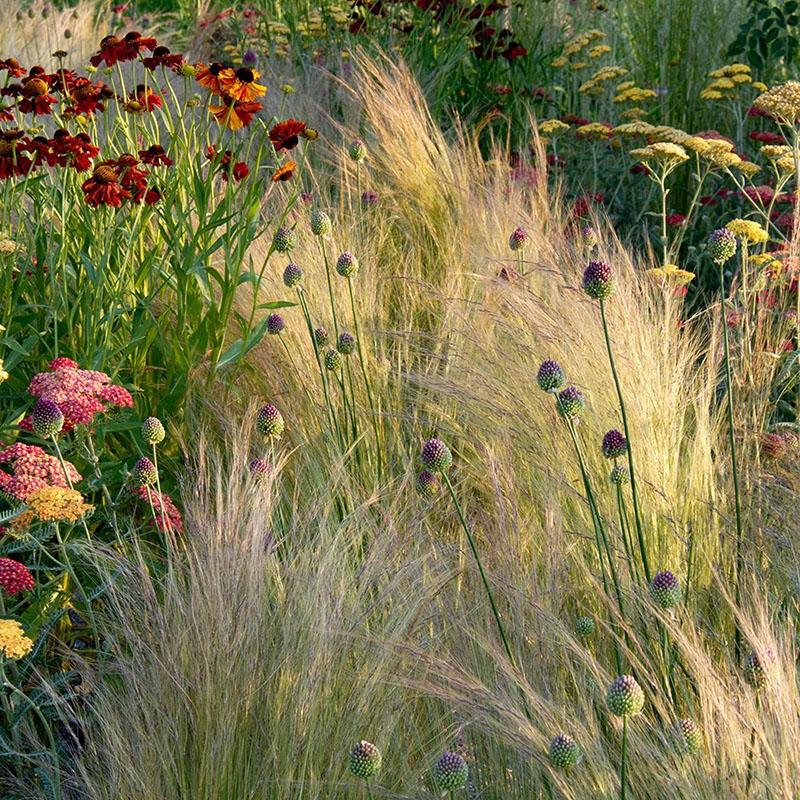 la meilleure herbe à plumes en combinaison avec d'autres plantes