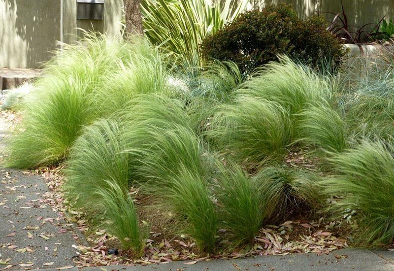 exuberantes plantas en el jardín.