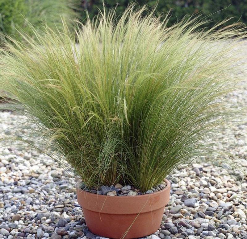 poussant à partir de graines de la plus belle herbe à plumes dans un pot