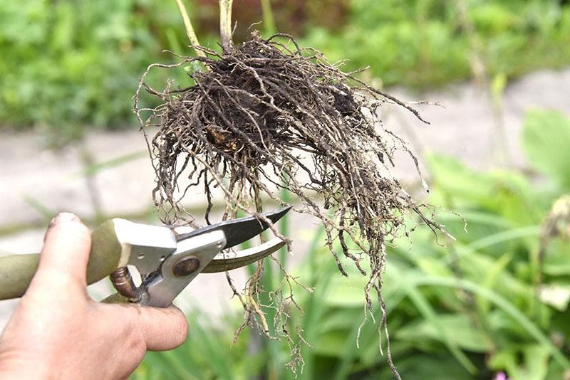 reproduction de l'herbe à plumes en divisant le buisson