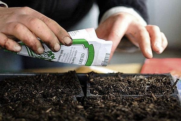 semer des graines de céleri à feuilles