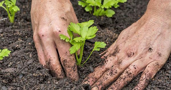 planter des plants de céleri en pleine terre