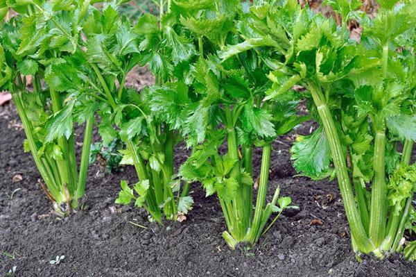 cuidado de la hoja de apio