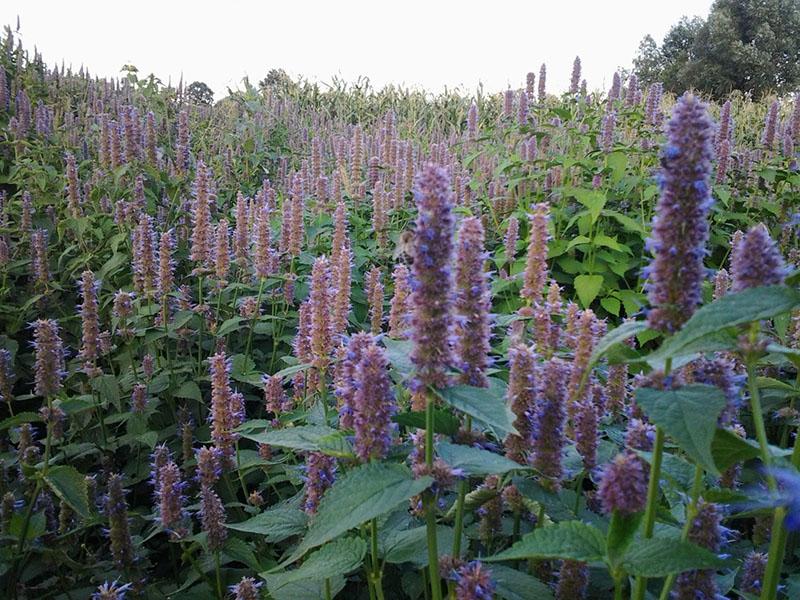 fleurs d'anis lofant