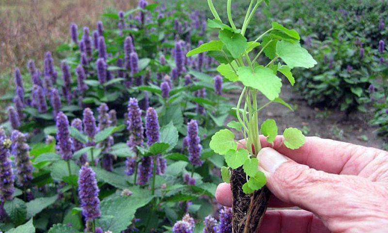 planter des semis en pleine terre