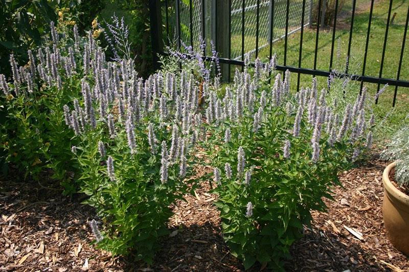 entretien de lofant anis dans le jardin