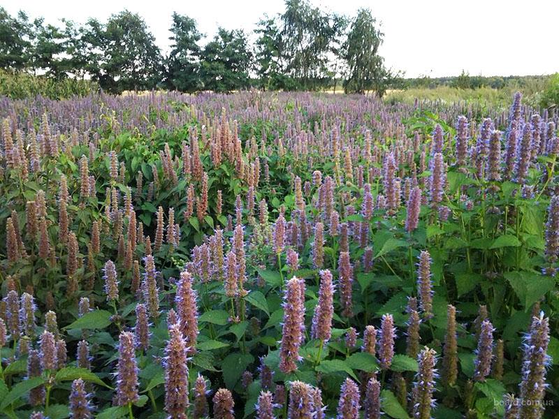 plante résistante aux maladies et aux ravageurs